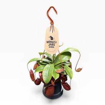   Nepenthes 'Diana' - Kancsóka - Rovarfogó növény