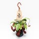 Nepenthes 'Diana' - Kancsóka - Rovarfogó növény