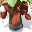 Nepenthes 'Diana' - Kancsóka - Rovarfogó növény