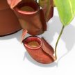 Nepenthes 'Diana' - Kancsóka - Rovarfogó növény