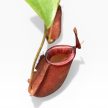 Nepenthes 'Diana' - Kancsóka - Rovarfogó növény