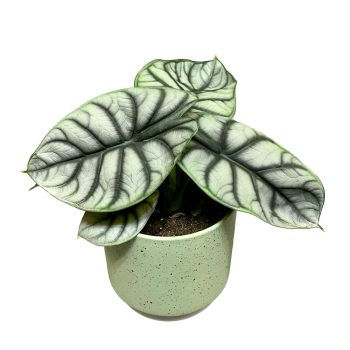 Alocasia baginda 'Silver Dragon'