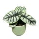 Alocasia baginda 'Silver Dragon' (leértékelt)