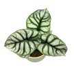 Alocasia baginda 'Silver Dragon'