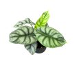 Alocasia baginda 'Silver Dragon'