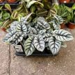 Alocasia baginda 'Silver Dragon'