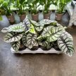 Alocasia baginda 'Silver Dragon'