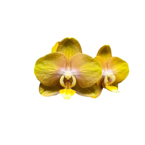 Phalaenopsis 'Las Vegas' (virágzóképes)