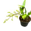 Oncidium 'Tiny Twinkle' sárga-fehér