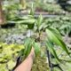 Monstera dilacerata 'Burle Marx Flame' (Grower's Select)