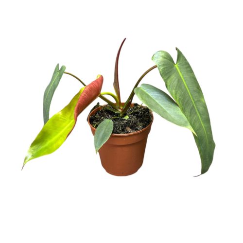 Philodendron atabapoense