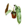 Philodendron atabapoense
