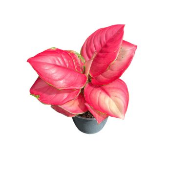 Aglaonema 'Ruby Red'