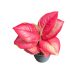 Aglaonema 'Ruby Red'