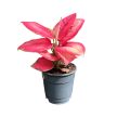 Aglaonema 'Ruby Red'