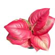 Aglaonema 'Ruby Red'