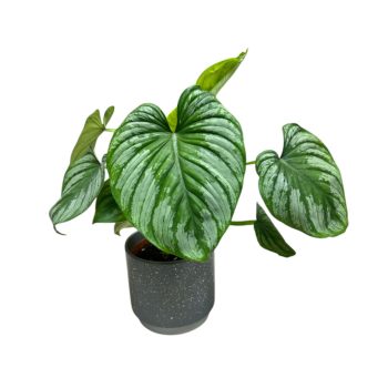 Philodendron mamei 'Silver'