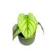 Philodendron mamei 'Silver'