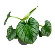 Philodendron mamei 'Silver'