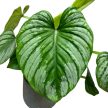 Philodendron mamei 'Silver'