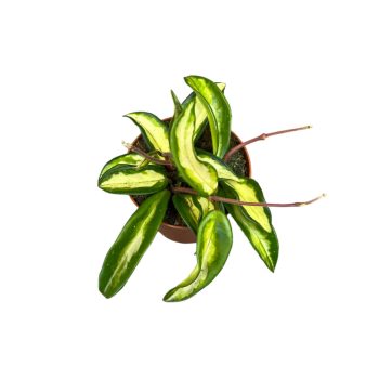 Hoya carnosa ‘Tricolor’