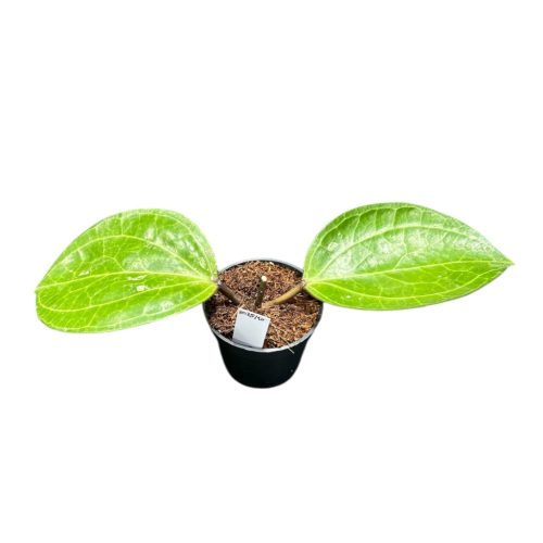 Hoya latifolia 'Sarawak Cream' (Inplanted)