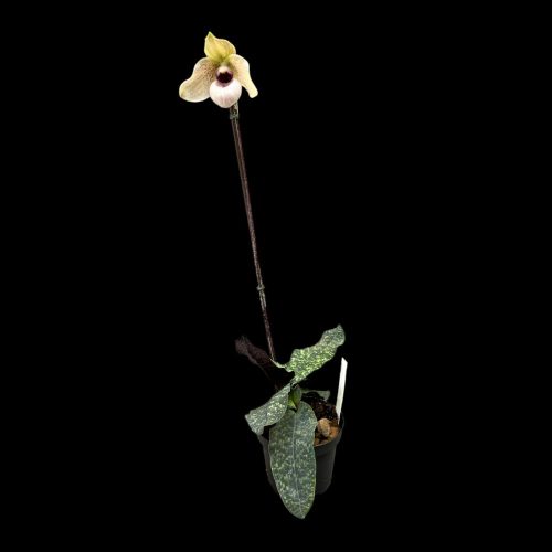 Paphiopedilum Lynleigh Koopowitz (virág nélkül)