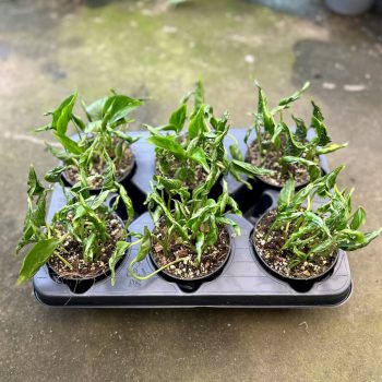 Epipremnum aureum 'Shangri La' (6 pcs)