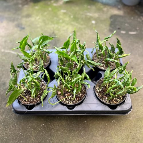 Epipremnum aureum 'Shangri La' (6 pcs)