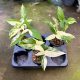 Syngonium p. 'Variegata' (3 pcs)