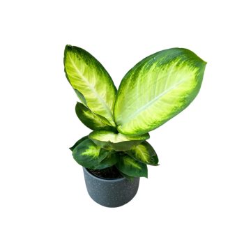 Dieffenbachia 'Tropic Honey'