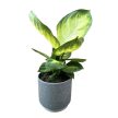 Dieffenbachia 'Tropic Honey'