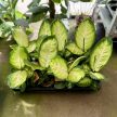 Dieffenbachia 'Tropic Honey'