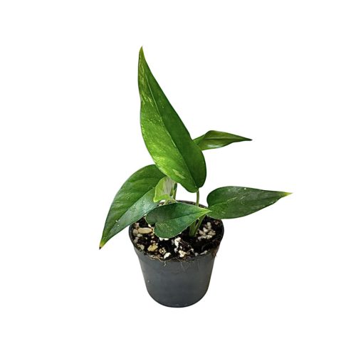 Epipremnum pinnatum mini (Inplanted)
