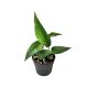 Epipremnum pinnatum mini (Inplanted)
