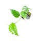 Epipremnum pinnatum mini (Inplanted)