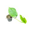 Epipremnum pinnatum mini (Inplanted)