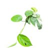 Epipremnum pinnatum mini (Inplanted)
