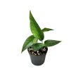 Epipremnum pinnatum mini (Inplanted)