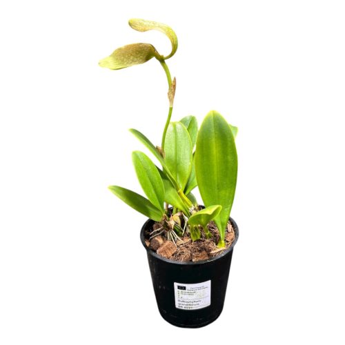 Bulbophyllum grandiflorum (virágzó méret)