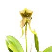 Bulbophyllum grandiflorum (virágzó méret)