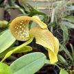 Bulbophyllum grandiflorum (virágzó méret)