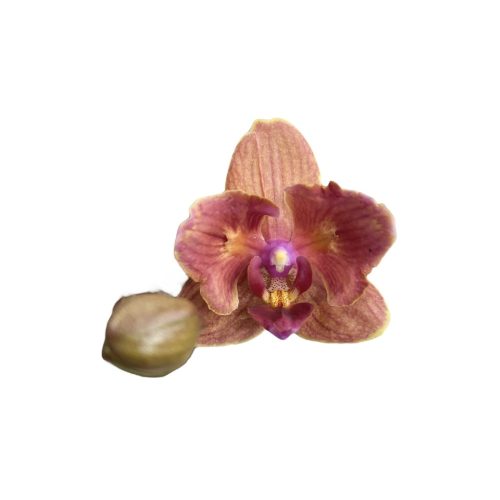 Phalaenopsis 'Bolzano' >peloric<