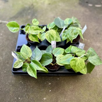 Philodendron scandens 'Variegata' (6 pcs)