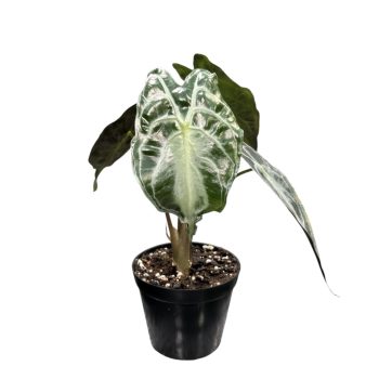 Alocasia 'Venom' (Inplanted)