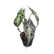 Alocasia 'Venom' (Inplanted)