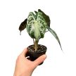 Alocasia 'Venom' (Inplanted)
