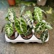 Alocasia 'Venom' (Inplanted)