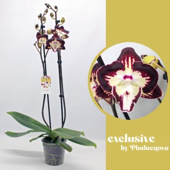 Phalaenopsis 'Klemetine' - Lepkeorchidea