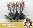 Phalaenopsis 'Klemetine' - Lepkeorchidea